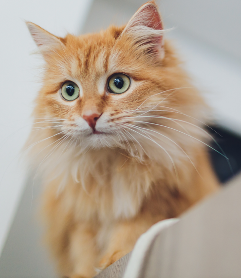  razas de gatos grandes en colombia
